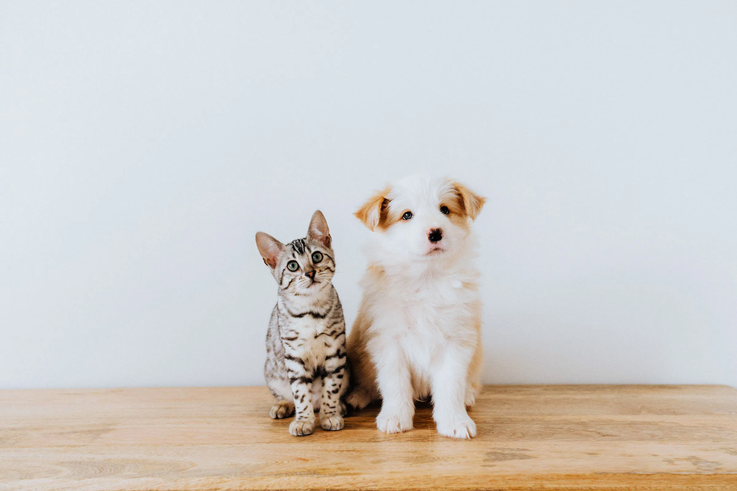 猫・犬と暮らすリノベーションliving-with-pets