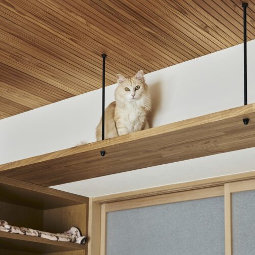 Case.208 - Work with cats