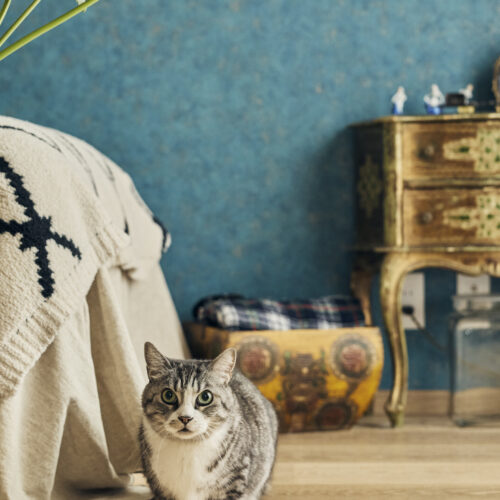 Case.225 - Private Gallery