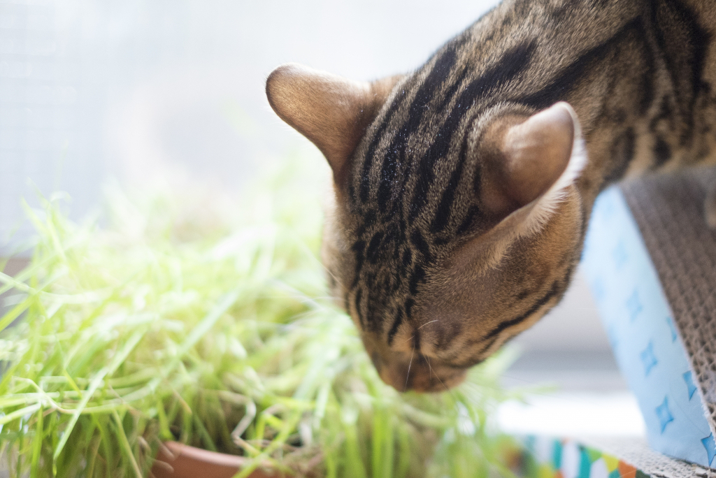 猫草を育てられる場所を作る